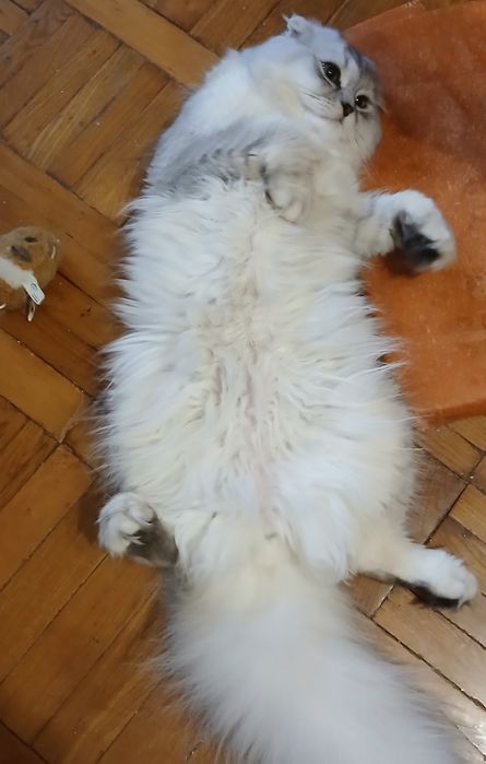 Чистокровная шиншилла