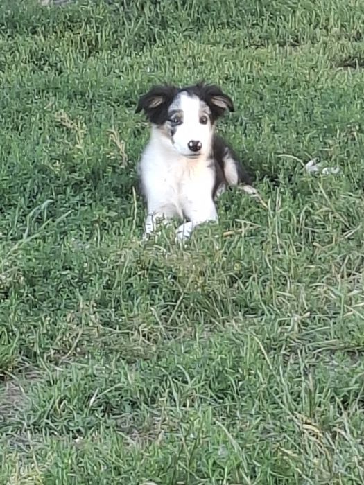 Border Collie szczeniaczki