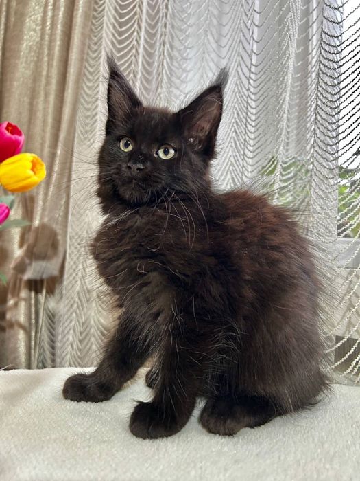 Кішечка породи Мейн Кун