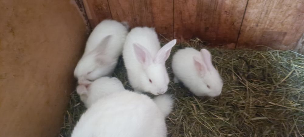Króliki białe 3 miesięcznie