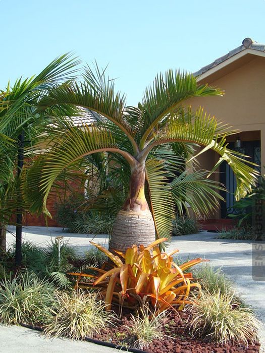 Impactantes palmeiras garrafa ou Mascarena, Hyophorbe lagenicaulis