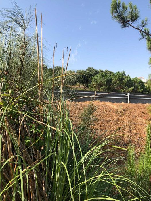 Vendo dois Terrenos Rústicos com 7.500 m2 ZAMBUJAL / MAFRA