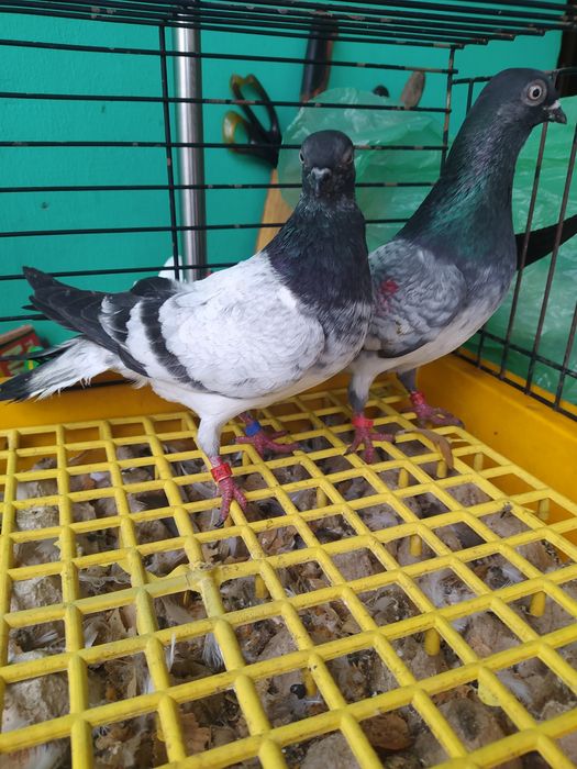 Sprzedam gołębie czaposze