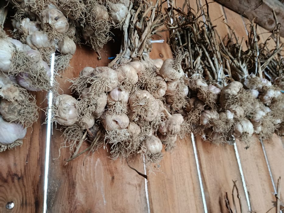 Czosnek HARNAŚ prosto od rolnika