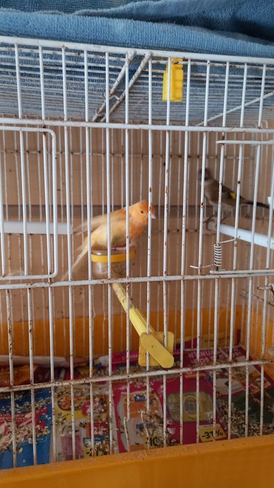 Canário com oferta de outro