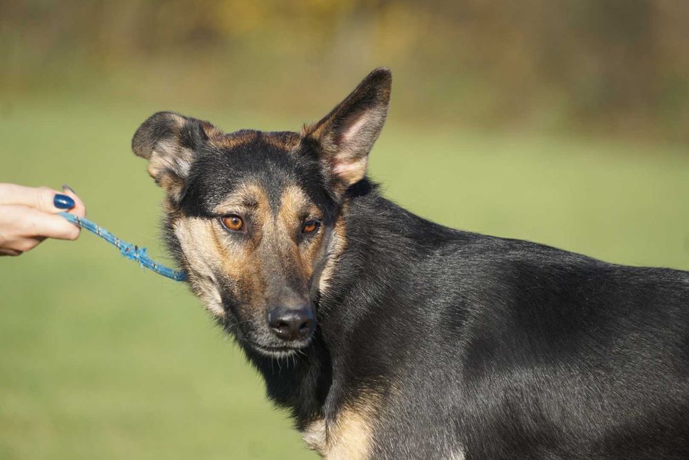 Maximo - czujy piesek szuka domu