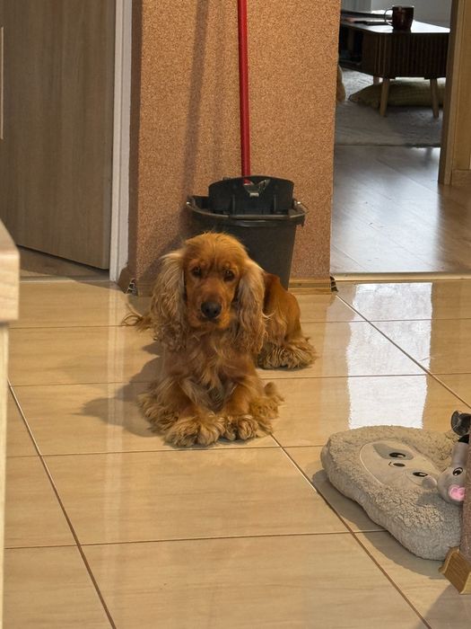 Cocker spaniel do oddania