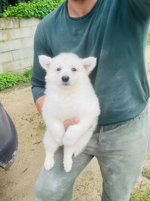 pastor suíço macho