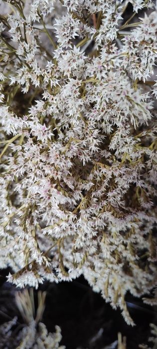 Zatrwian tatarski tegoroczny cena okazyjna