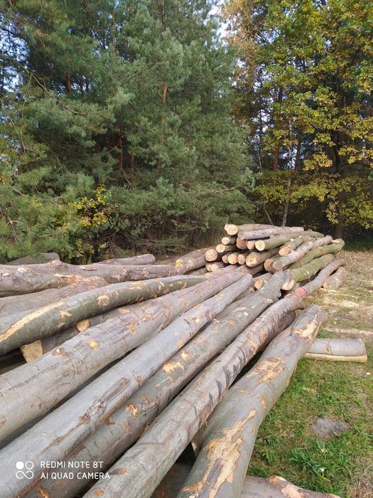 Drewno opałowe/BUK/Dąb/Grab/OLCHA/BRZOZA