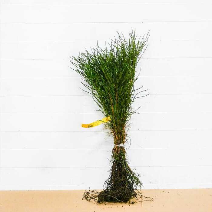 Sosna zwyczajna kopana z gruntu