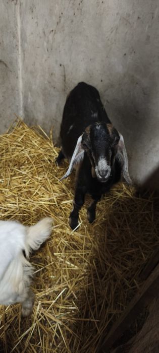 Козлики Англонубійської породи. Дешево