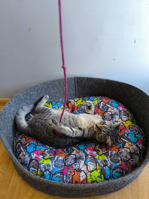 Kot Filemon czeka na dom