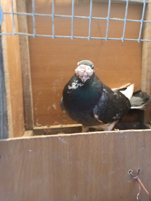 Gołębie staropolskie samiec