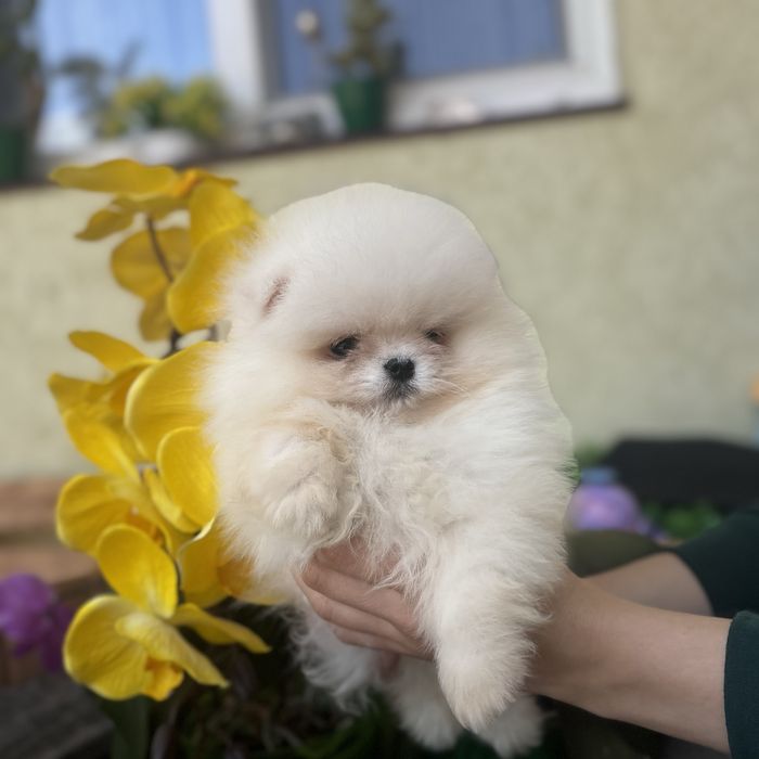 Хлопчику шоу класу тип ведмедика