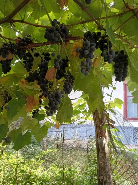 Продам будинок в селі Павлівка Тульчинського району