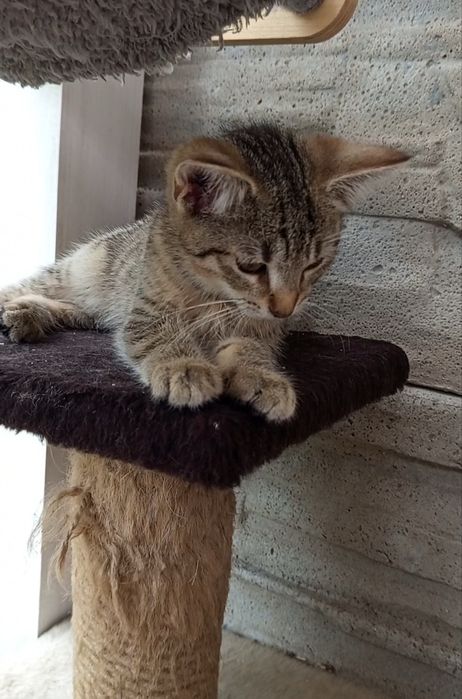 3 miesięczny kocurek szuka domu niewychodzącego