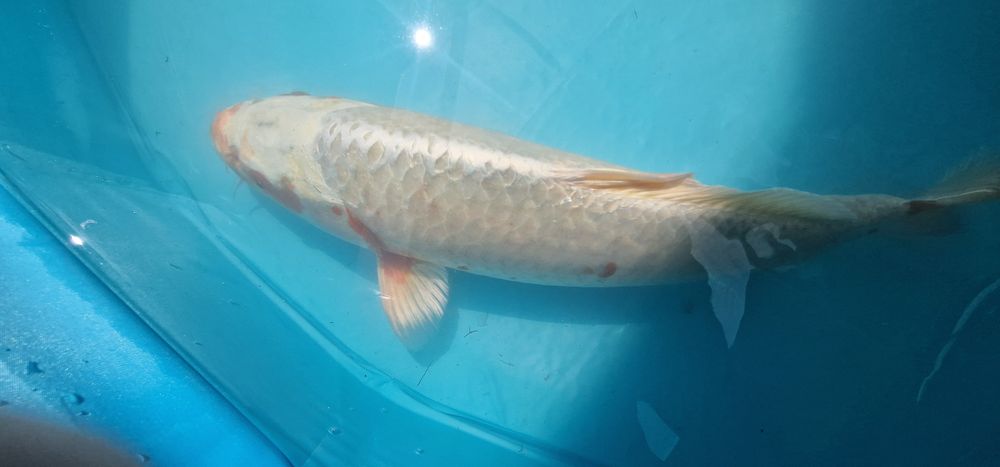 Carpa koi com 41cm