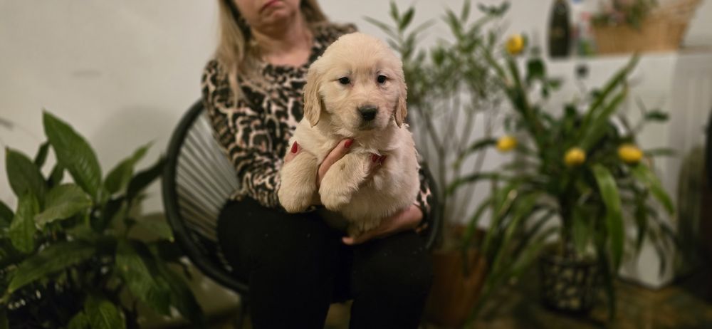 Golden Retriever szczeniak