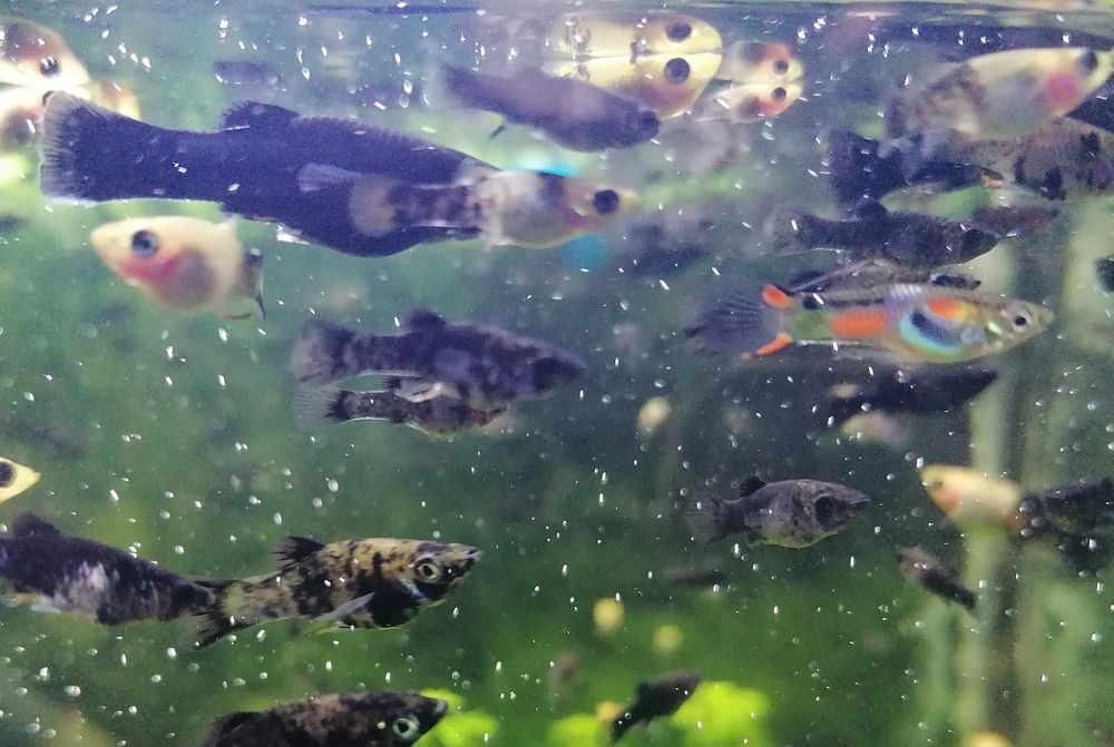 Molinezje młode dalmatynki