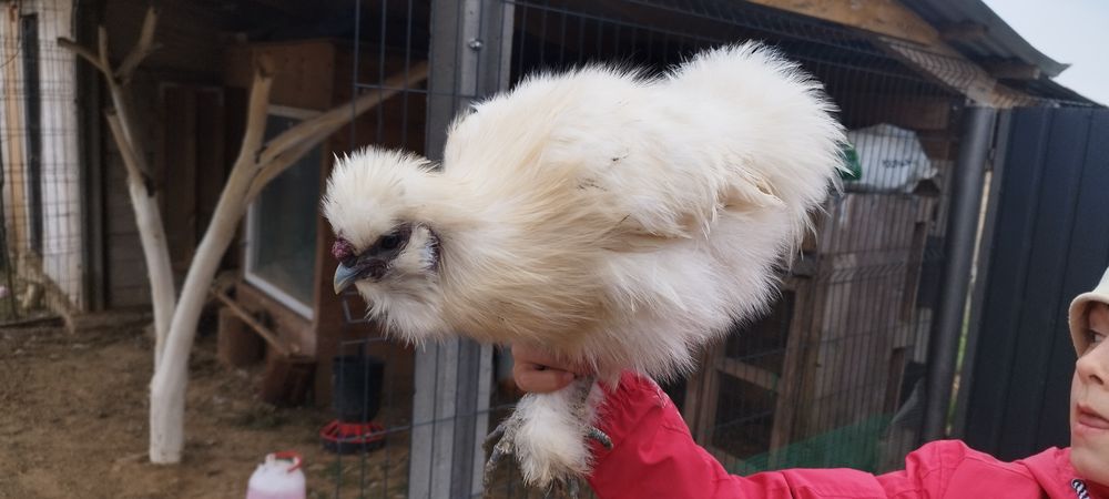 Koguty/Kura Silka biały i czerwony