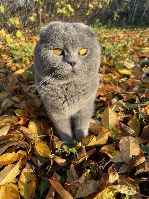 Британець Кіт для в'язки чистокровний