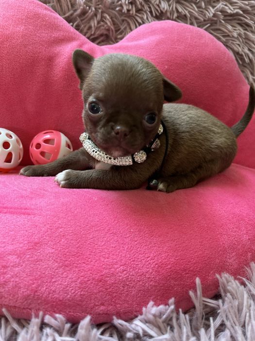 Suczka chihuaha miniaturka