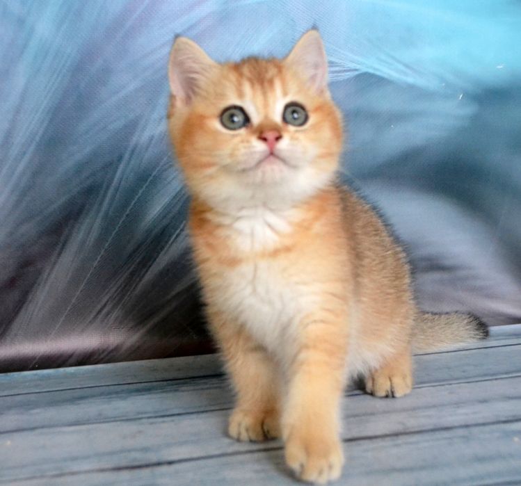 Котятки золотистые зеленоглазые шиншиллы