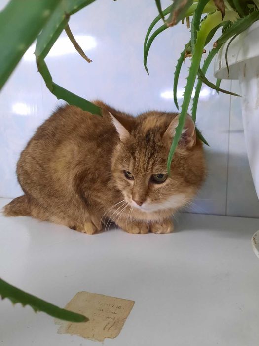 Особенная кисуля без хвоста Рыся ищет любящую семью