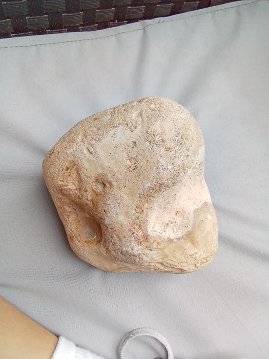 Pedra calcário com fósseis de conchas, amonites e esponjas.