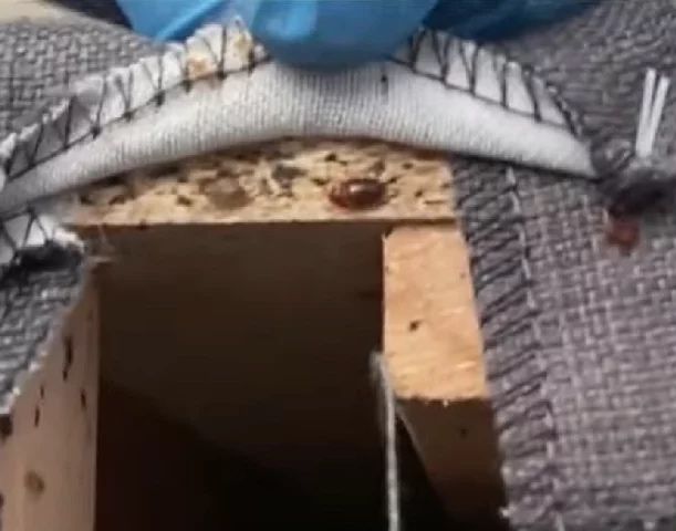 Desinfestacao PERCEVEJO RATOS BARATAS PULGAS TERMITAS