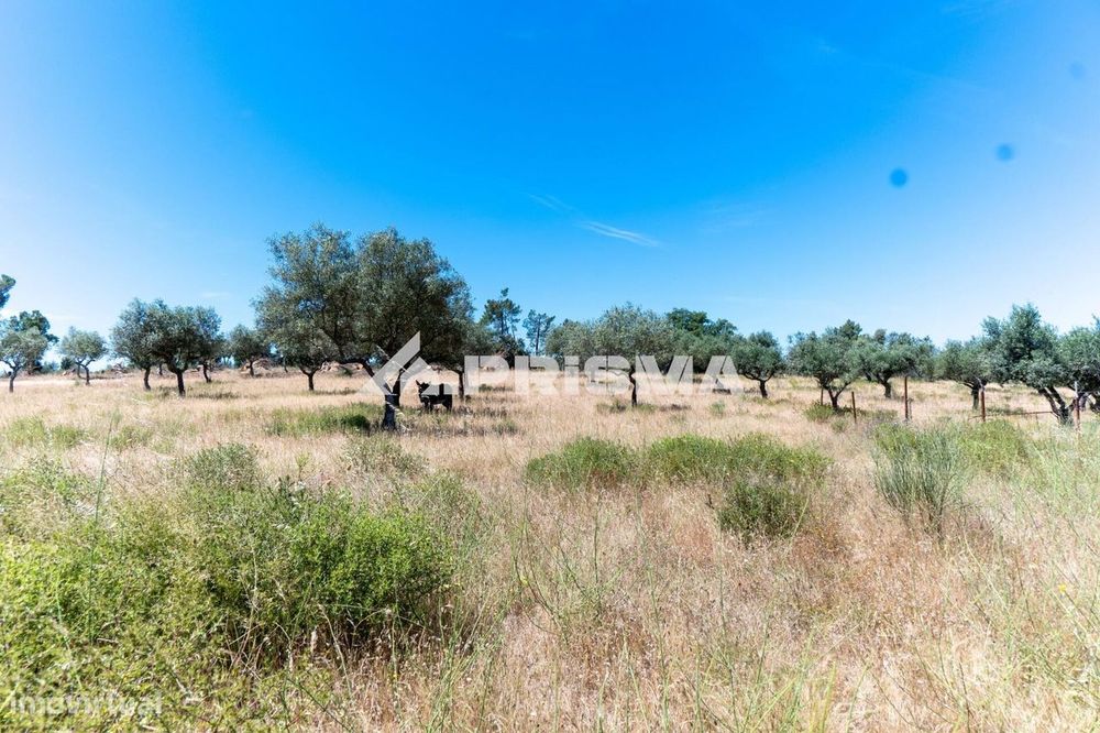 Herdade para Venda em Castelo Branco