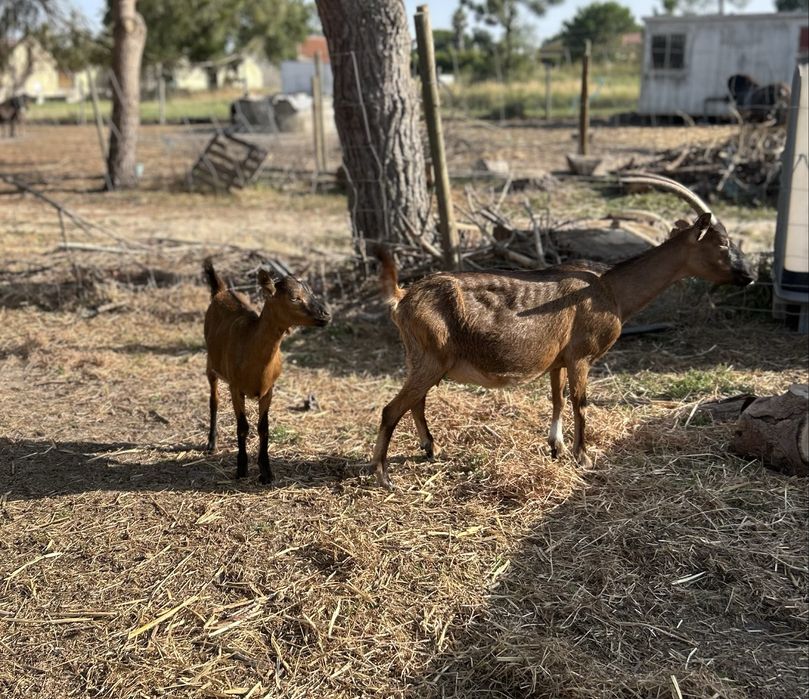 Cabras Bravias.