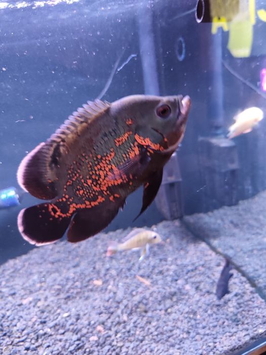 Oscar Tigre e Bronze casal