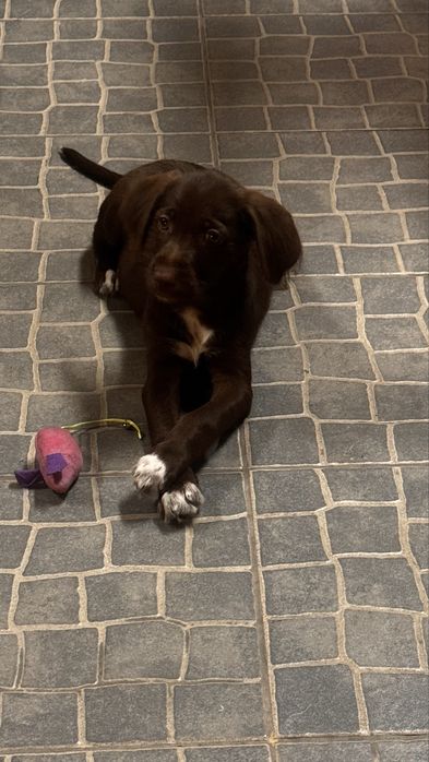 Cadela para adopção