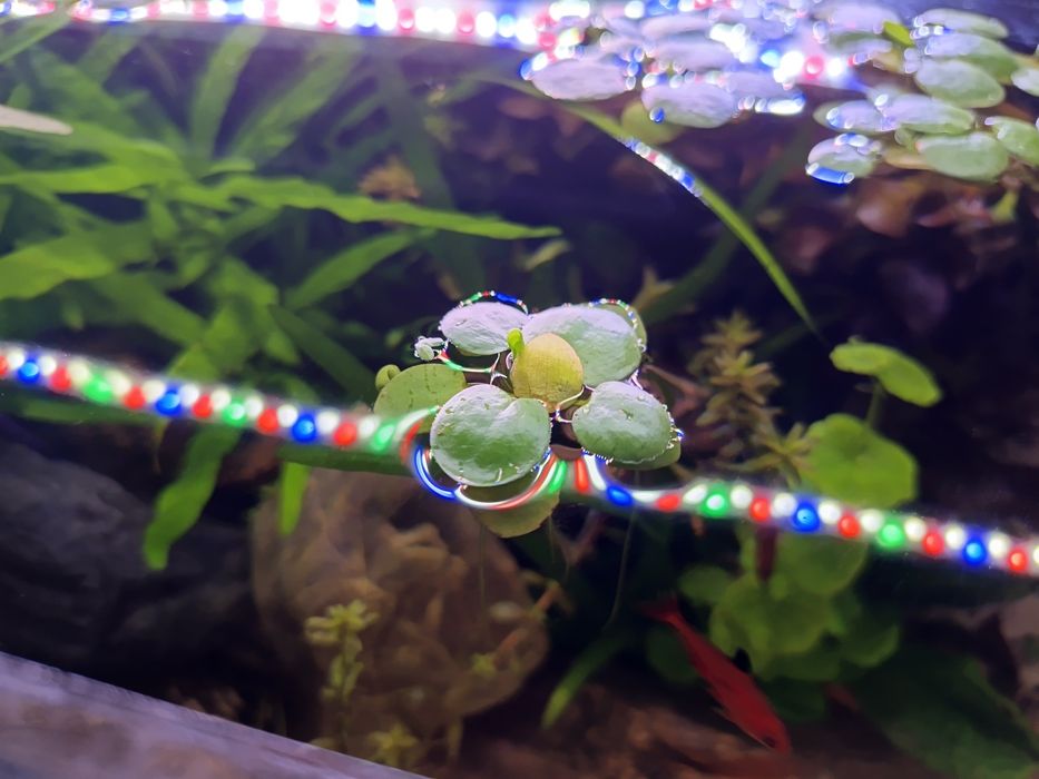 Limnobium Laevigatum pływająca  i sessiliflora