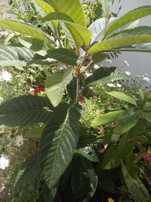 Árvores de fruto nespereiras