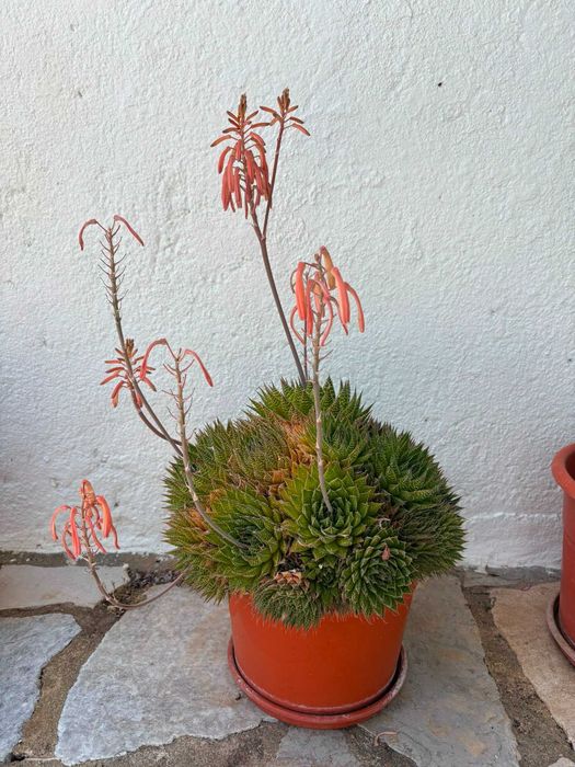 Vasos Grandes Plantas Variadas