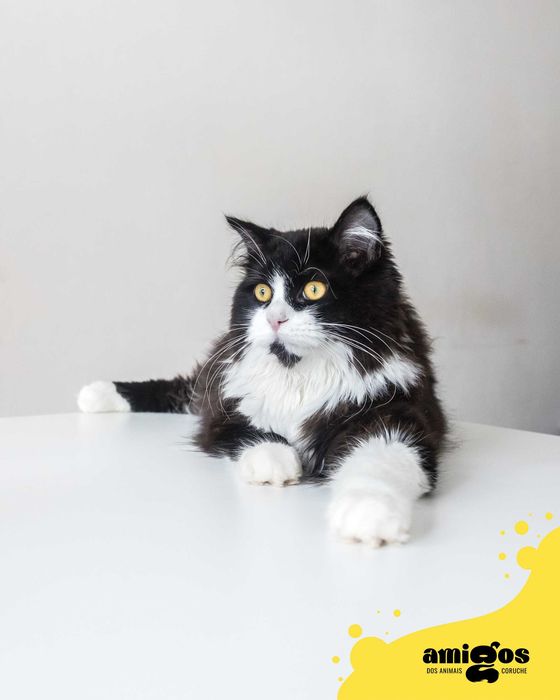 SILVESTRE [M, Europeu] p/ Adoção