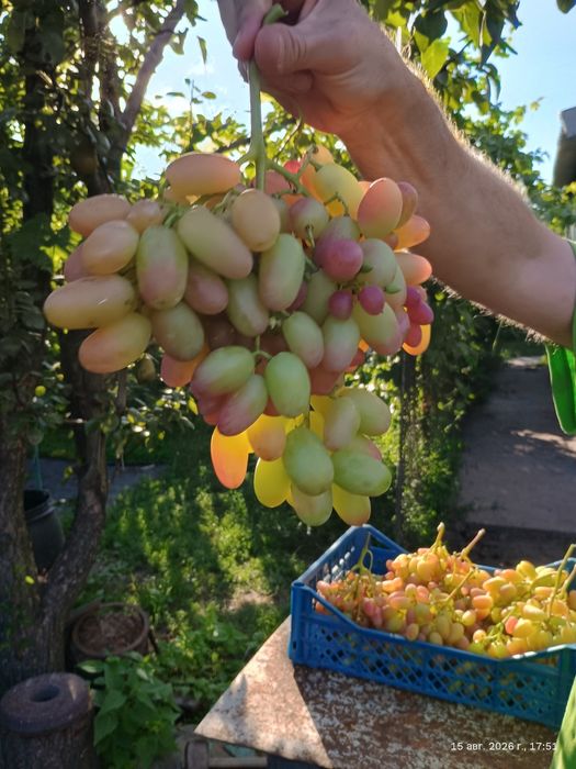 Продам домашний виноград