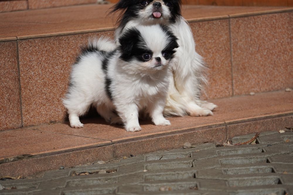 Chin japoński spaniel japoński nie shih tzu FCI