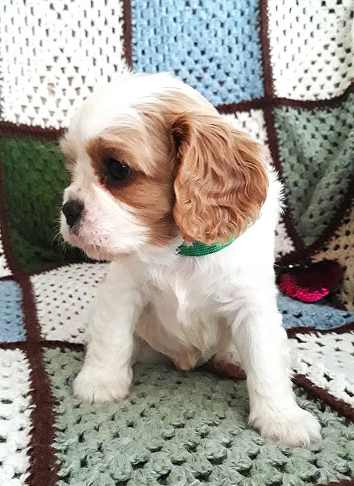 Chłopczyk Cavalier king charles spaniel