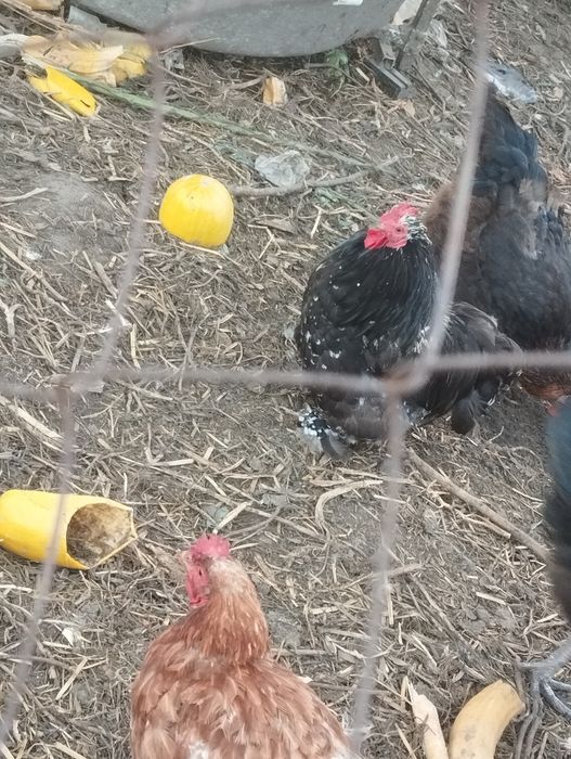 Продам питухів .