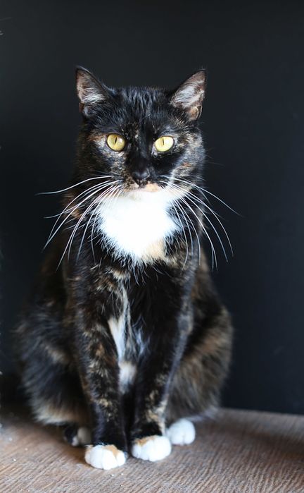 Cudowne Koty szukają wspólnego domu.