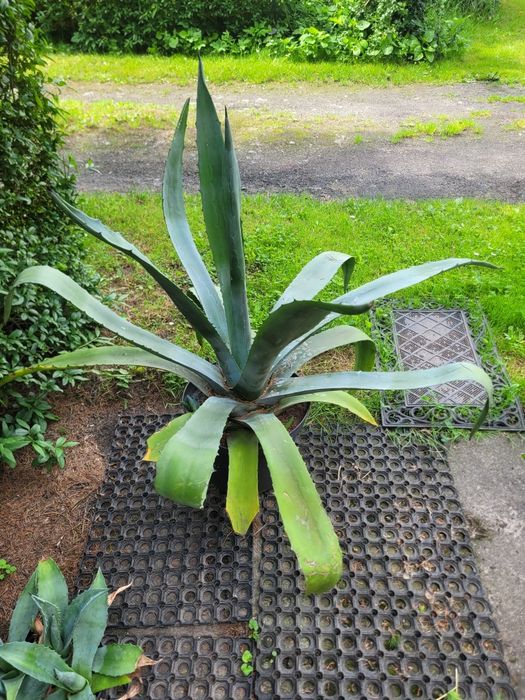 Agawa duża mała kwiat do ogrodu agave aloes amerykański