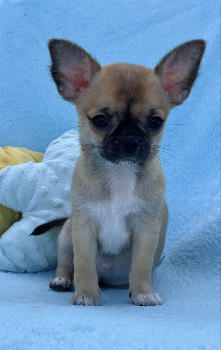 Chihuahua Macho disponivel