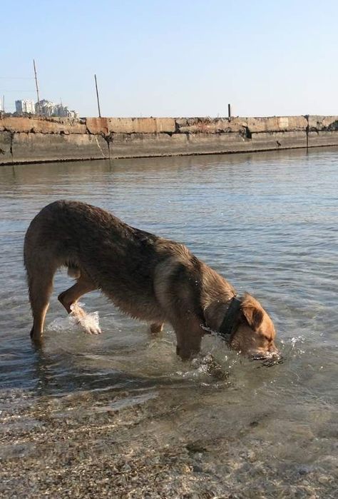 В добрые руки молодой крупный красавчик пёс