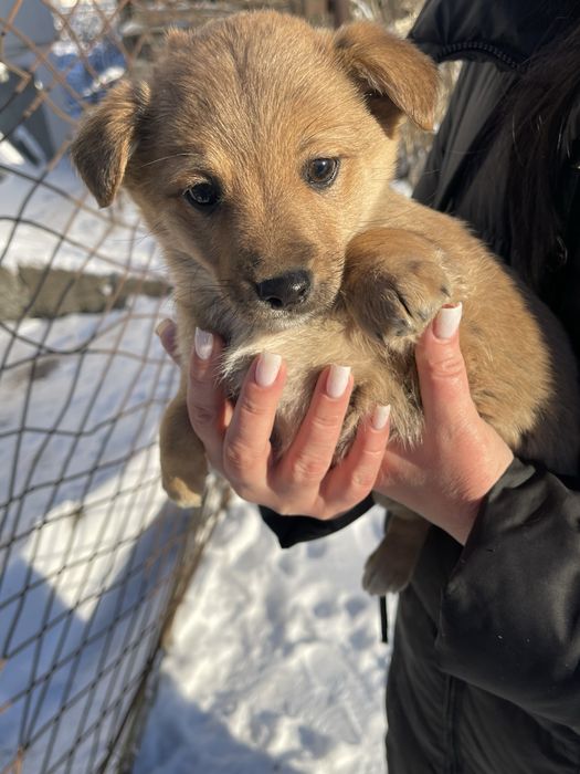 Відам цуциків в хороші руки