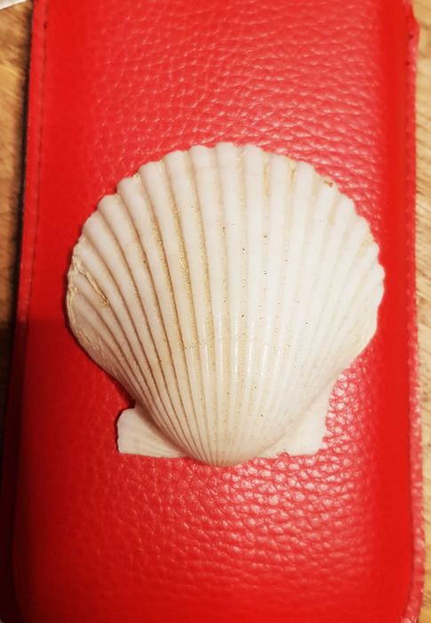 Muszla Małży Morska Św. Jakuba  6,7 x 6,7 cm