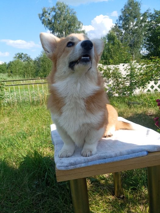 Вельш корги пемброк